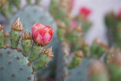 仙人掌開花|仙人掌開花秘訣：陽光充足是關鍵 